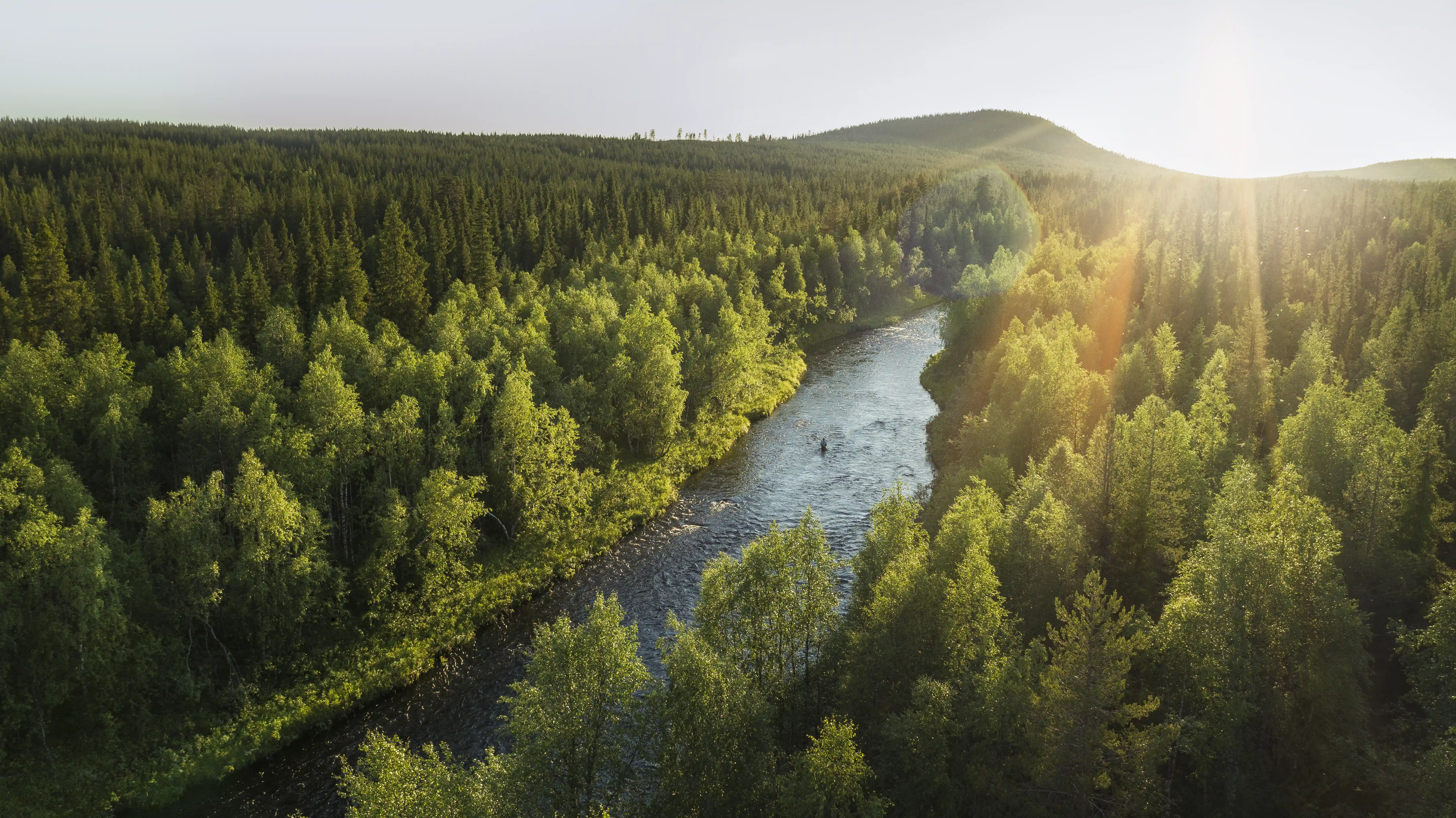 En flod rinner igenom en skog